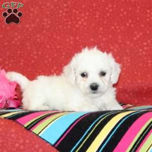 Poppy, Bichon Frise Puppy